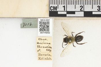 Media type: image;   Entomology 774042 Aspect: Labels